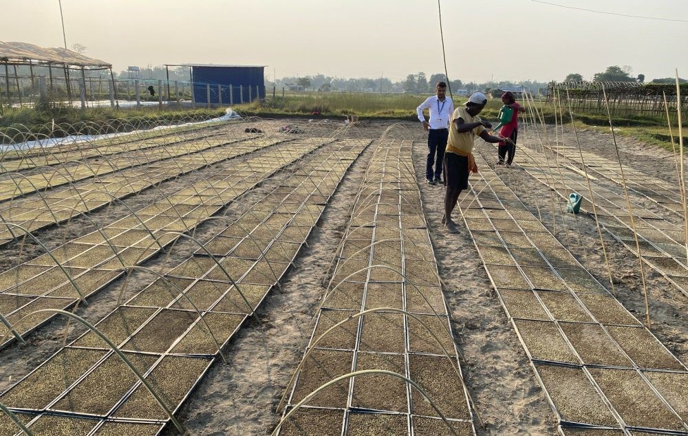 झापामा प्रविधिको प्रयोग गरेर चैते धान रोपिँदै